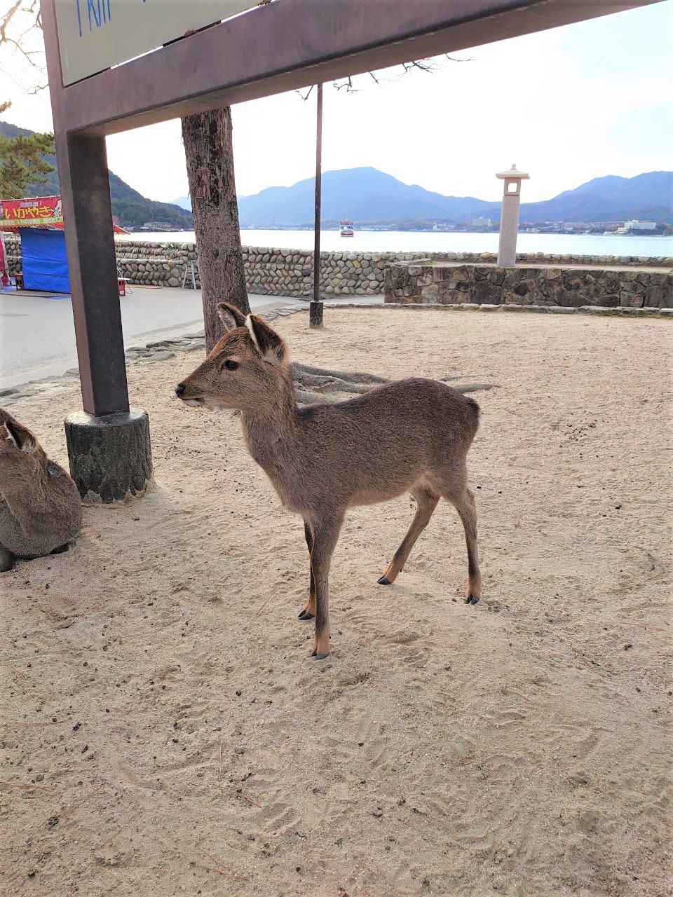 宮島の鹿は神の使いではないんだけど 写真を撮りまくってきました 個性を伸ばす Isd個性心理学 広島みらい支部